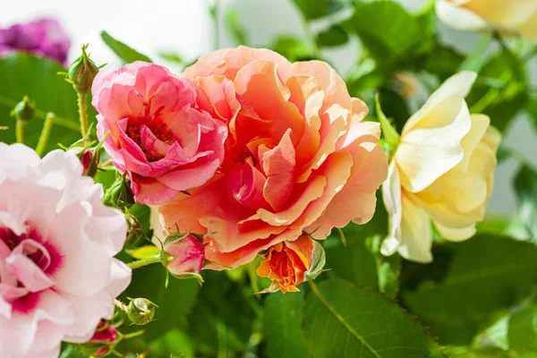 Roses Colorées Dans Vase — Photo