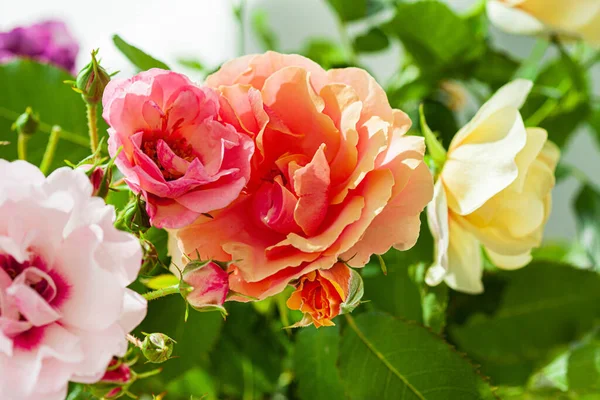 Rosas Coloridas Vaso — Fotografia de Stock