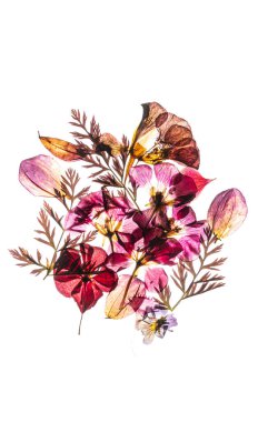 Beyaz arkaplanda kuru çiçekler