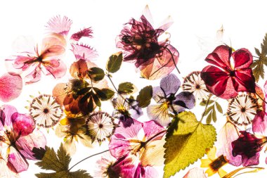 Beyaz arkaplanda kuru çiçekler