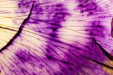 Beyaz arka planda iris yaprağı