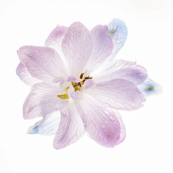 Δελφίνιο Λουλούδι Που Απομονώνονται Στο Λευκό Φόντο — Φωτογραφία Αρχείου