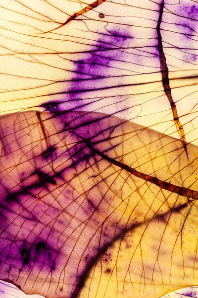 Beyaz Arka Planda Iris Yaprağı — Stok fotoğraf