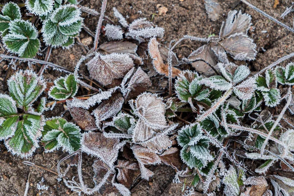 Fragole Nel Giardino Inverno — Foto Stock