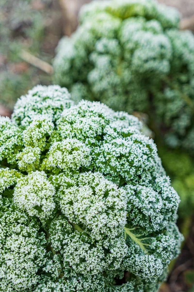 Frosted Kale Cabbage Garden — Stock Photo, Image