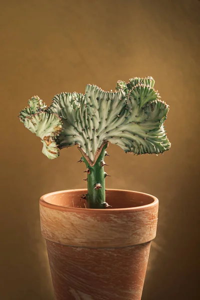 Euphorbia Lactea Στην Κατσαρόλα Εμβολιασμένο Coral Cactus — Φωτογραφία Αρχείου