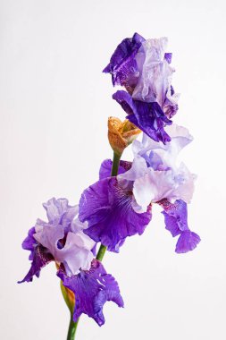 İris beyazda izole edilmiş.