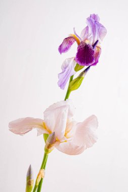 İris beyazda izole edilmiş.