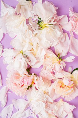 Renk arkaplanda şakayık yaprakları