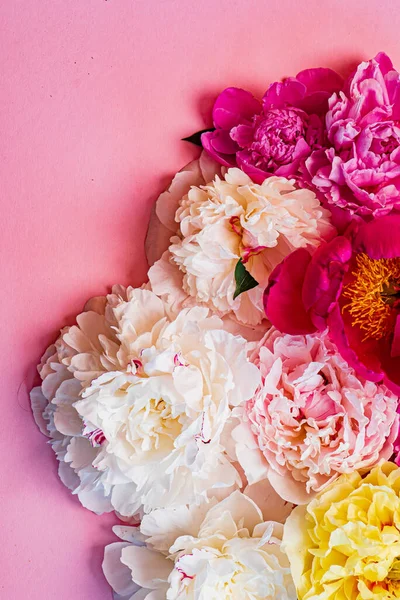 Färgglada Pioner Rosa Bakgrund — Stockfoto