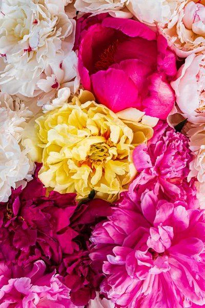Colorful Peonies Pink Background — Stock Photo, Image