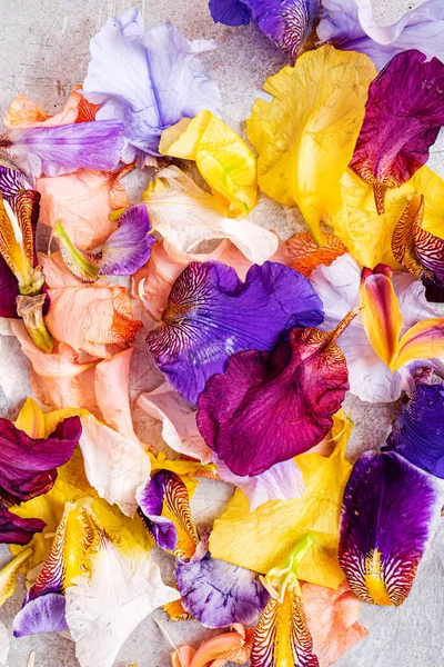 Pétalos Iris Coloridos Vista Superior — Foto de Stock