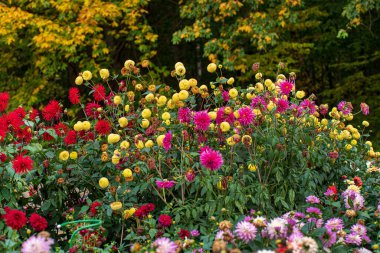 Sonbahar bahçesinde yıldız çiçekleri