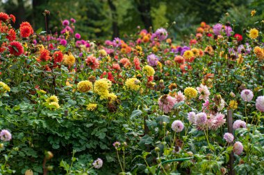Sonbahar bahçesinde yıldız çiçekleri