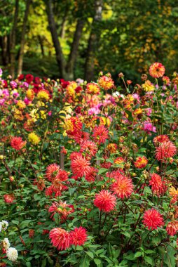 Sonbahar bahçesinde yıldız çiçekleri