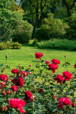 Sonbahar bahçesinde güller
