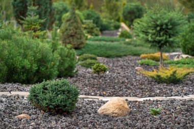 Bahçedeki kozalaklı bitkiler.