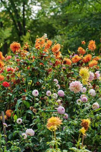 Dalias Jardín Otoño — Foto de Stock