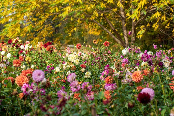 Dálias Jardim Outono — Fotografia de Stock