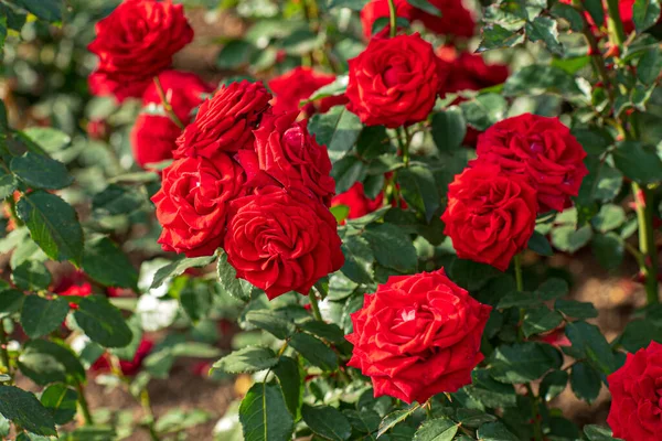 Rosas Jardim Outono — Fotografia de Stock