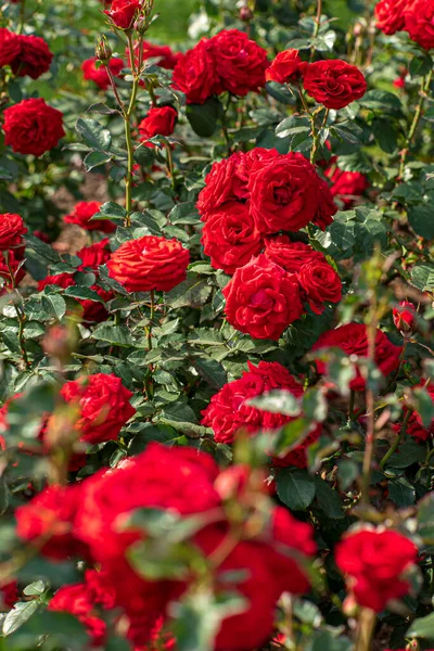 Rosas Jardim Outono — Fotografia de Stock