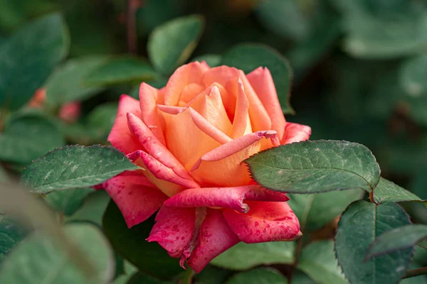 Rosas Jardim Outono — Fotografia de Stock