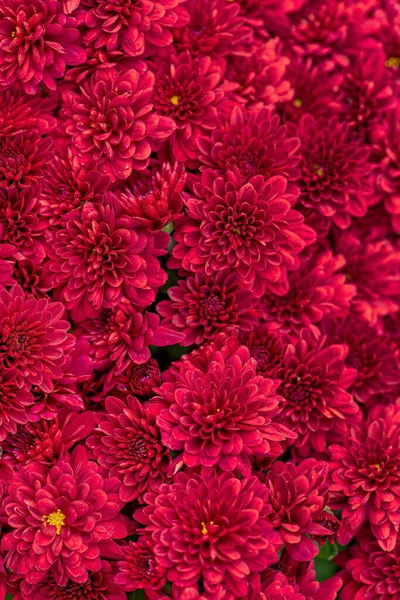 Chrysanthemum Flowers Fall Garden — Stock Photo, Image