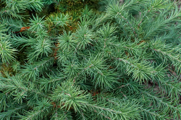 庭にある針葉樹の植物は — ストック写真