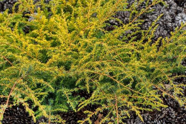 Nadelgehölze Garten — Stockfoto