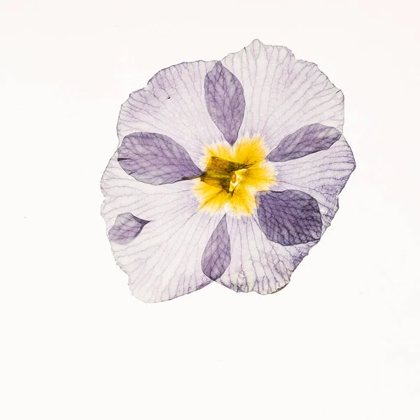 Dry Primrose Flower Close — Stock Photo, Image