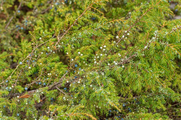 Piante Conifere Giardino — Foto Stock