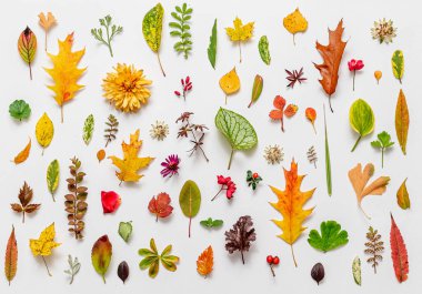 Whit 'te Sonbahar Yatağı