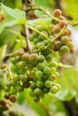 daldaki yeşil üzümler