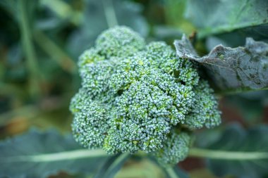 Bahçede taze brokoli