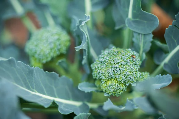 Brokoli Segar Taman — Stok Foto