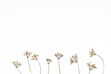 Beyaz arkaplanda kuru çiçekler