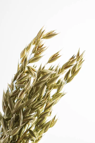 Haferpflanze Isoliert Auf Weißem Hintergrund — Stockfoto