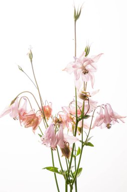 beyaz arka planda aquilegia