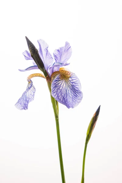 Iris Azul Sobre Fondo Blanco — Foto de Stock