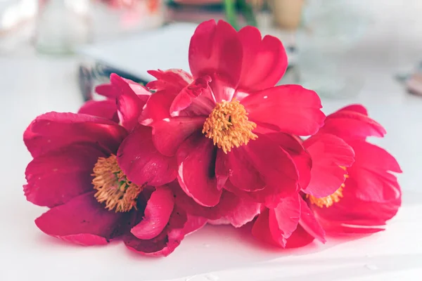 Belle Peonie Fresche Nel Vaso — Foto Stock