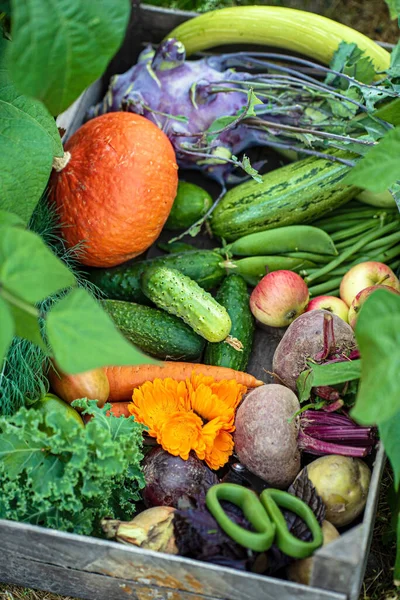 Świeże Organiczne Substancje Roślinne Pudełku — Zdjęcie stockowe