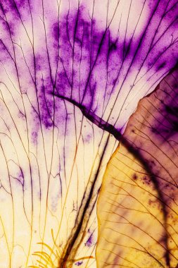 Beyaz arka planda iris yaprağı