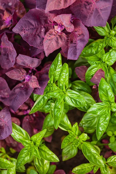 Albahaca Fresca Jardín —  Fotos de Stock