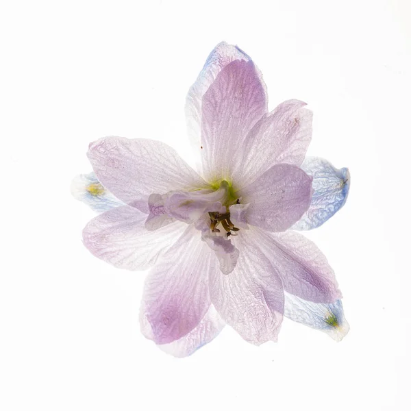 Flor Delphinium Aislada Fondo Blanco — Foto de Stock