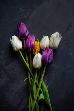 Siyah arkaplanda laleler