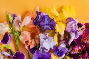 Renkli arkaplanda irisler