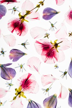 Beyaz arkaplanda çiçekler