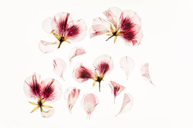 Beyaz arka planda kurumuş çiçekler