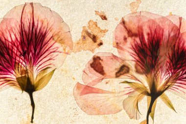 Eski kağıt ve kurumuş çiçekler.