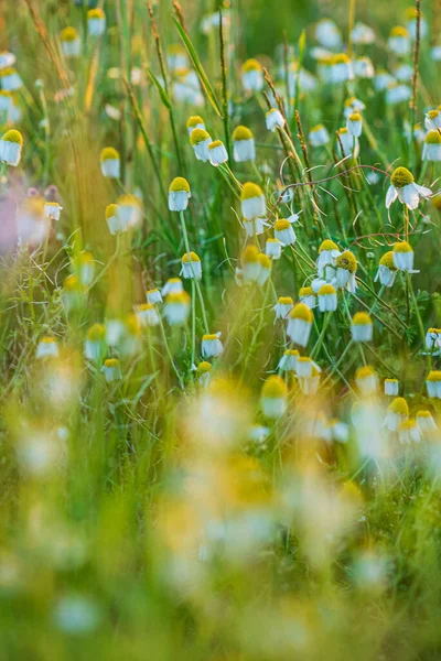 Summer Field Nice Flowers — Stock Photo, Image